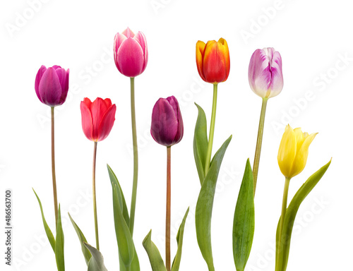 Seven different color  tulips