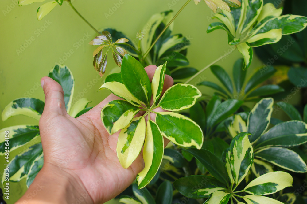 Hand holding dwarf umbrella tree leaves in the backyard. Schefflera arboricola (also known as