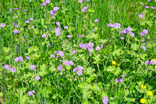 Blühender Pyrenäen-Storchschnabel, Geranium pyrenaicum, auf der Wiese