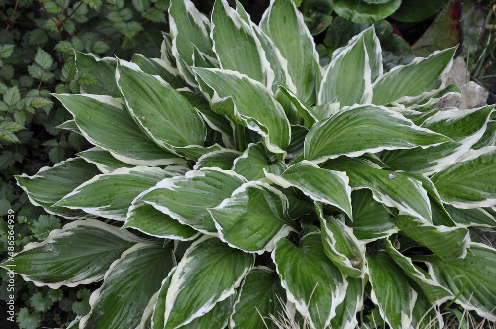 Hostas plants for the garden. Hostas plants for the garden.