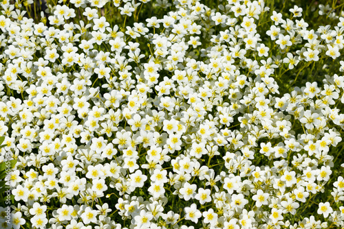 plant saxifrage hypnoides ,many white small flowers