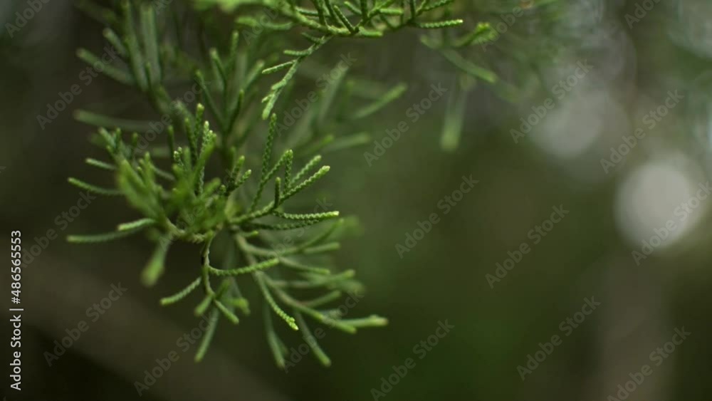 close up of tree branch close up of tree branch