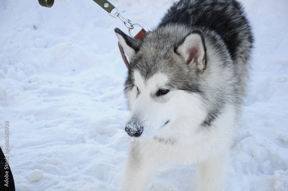 Husky dogs 