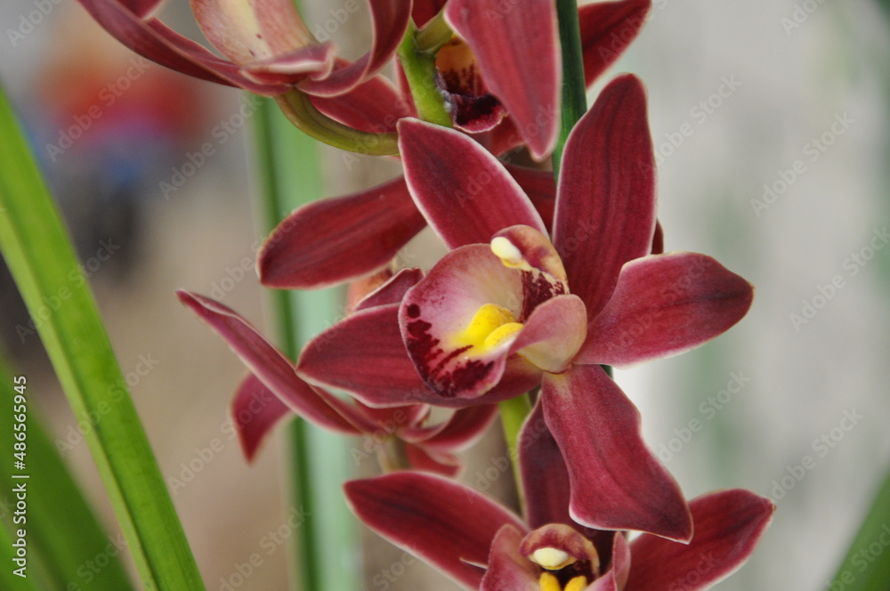 Fototapeta premium Orchid 