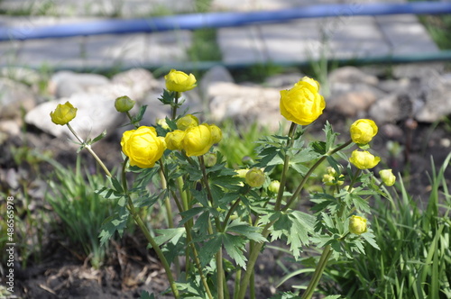 Garden flowers 