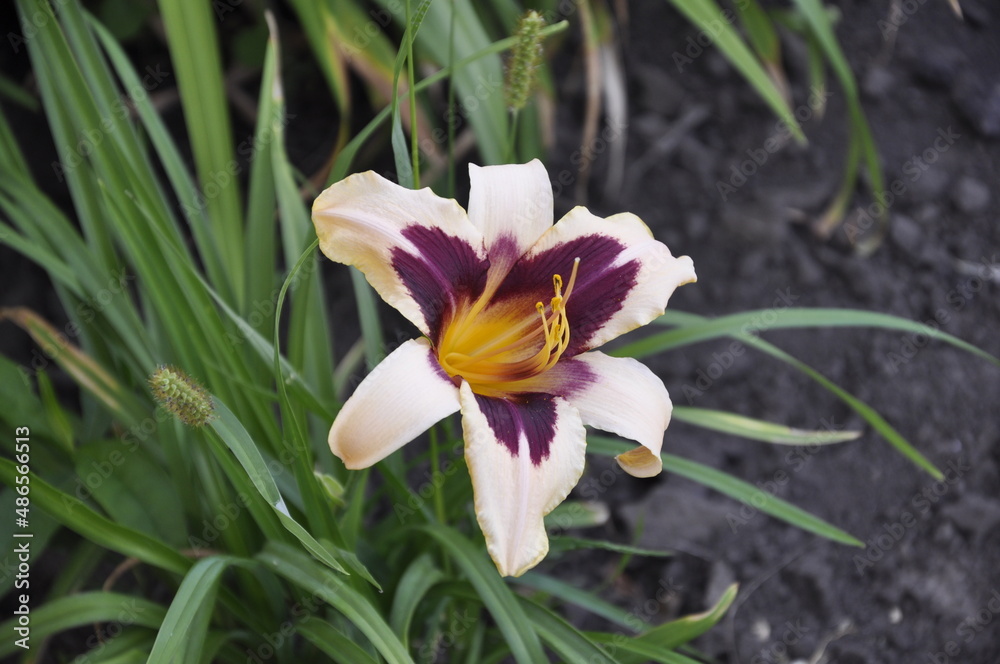 Fototapeta premium Garden flowers 