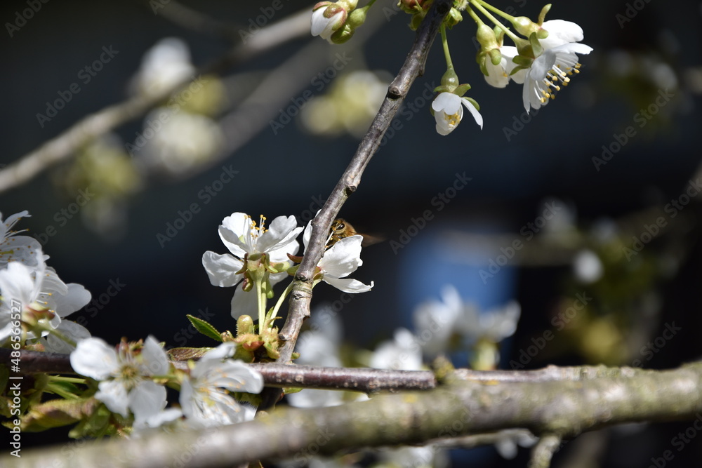 Pszczoła i biały kwiat wiśni. - obrazy, fototapety, plakaty 