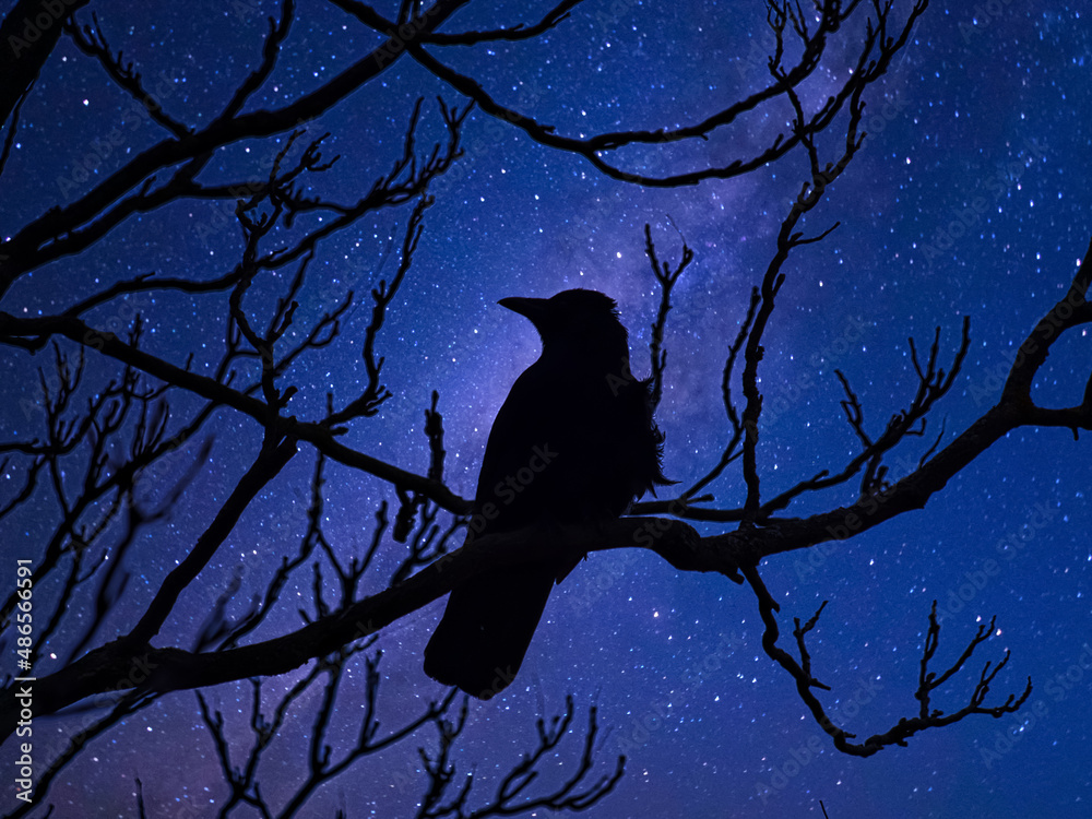 The night crow Stock Photo Adobe Stock