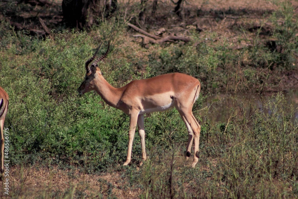 South Africa - Safari - Deer South Africa - Safari - Deer