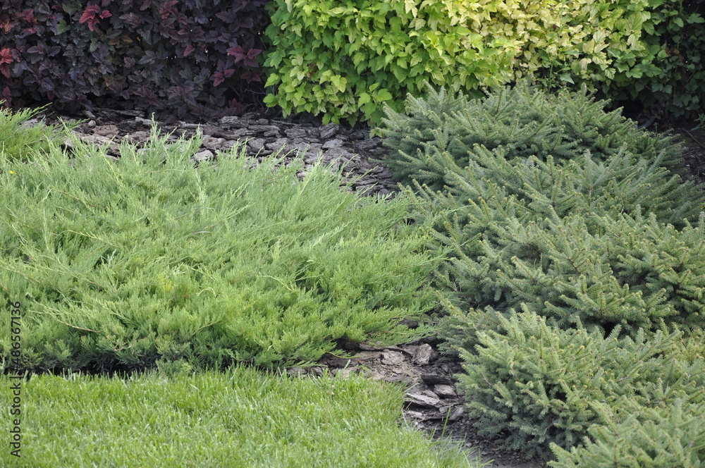 Landscaping of a garden plot. Flowers and plants in landscape design. Landscaping of a garden plot. Flowers and plants in landscape design.