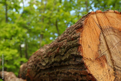 Close-up on a cut tree in the forest during a summer day. In the background green trees with leaves. Bark on a tree.