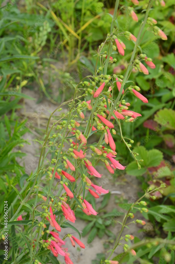Delicate red flower in the garden. Penstemon barbatus. Delicate red flower in the garden. Penstemon barbatus.
