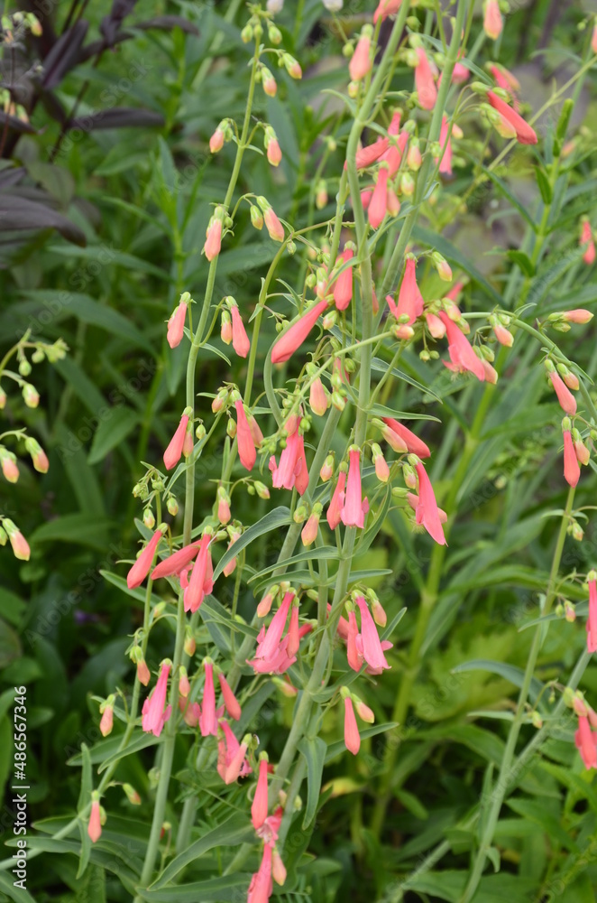 Obraz premium Delicate red flower in the garden. Penstemon barbatus.