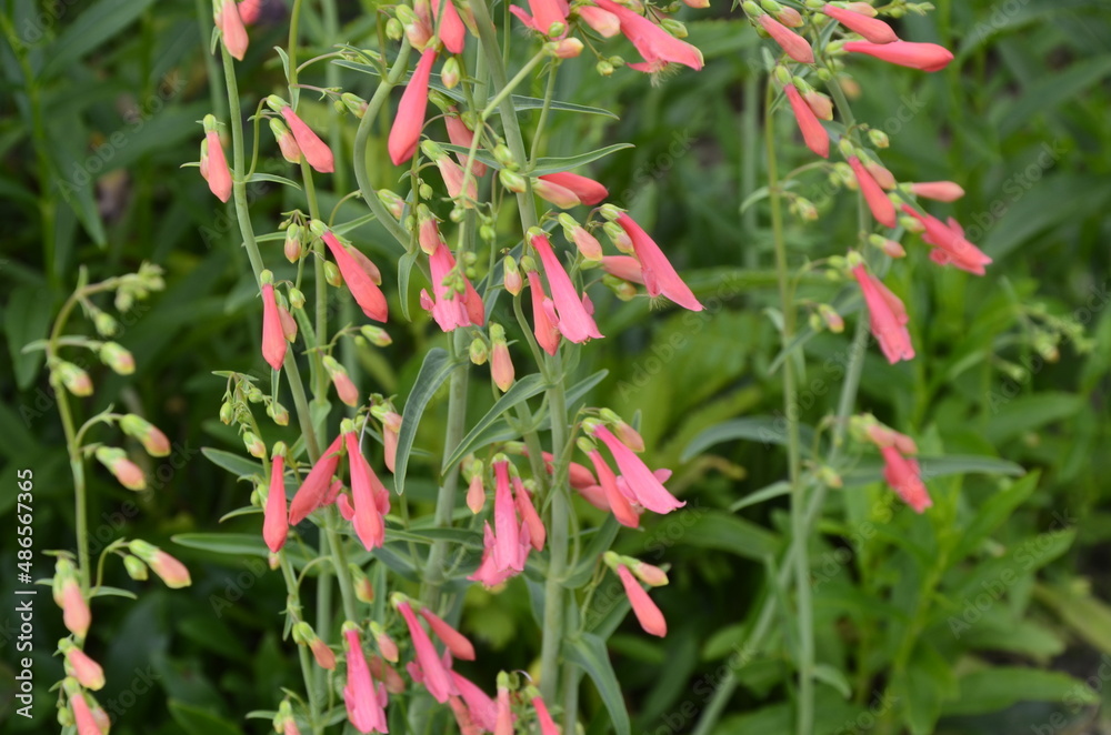 Delicate red flower in the garden. Penstemon barbatus. Delicate red flower in the garden. Penstemon barbatus.