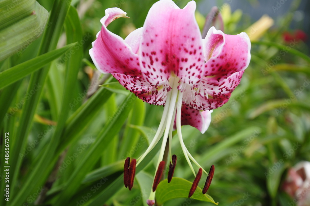 Obraz premium Garden flowers 