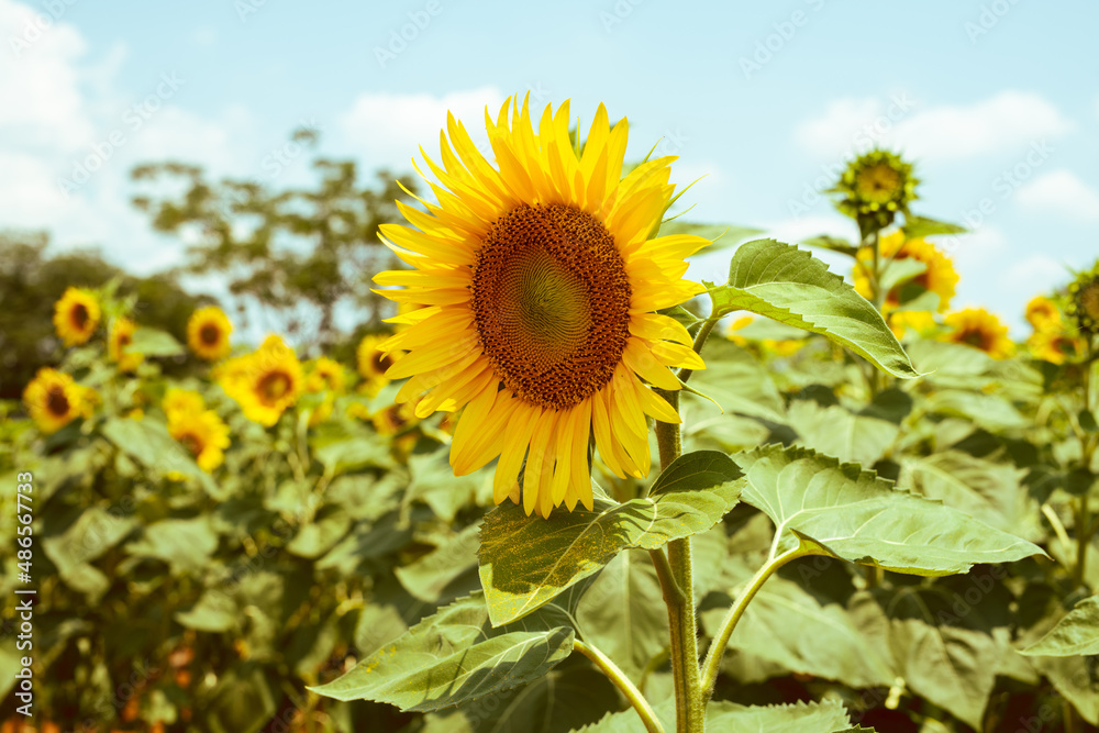 South African Sunflower