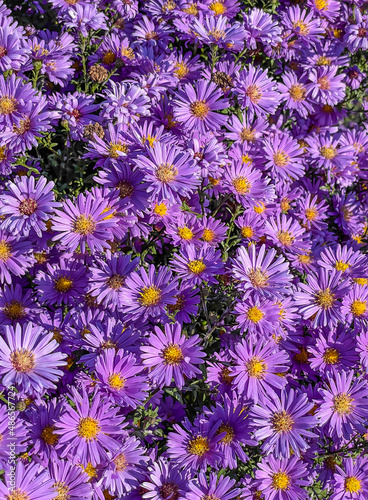 purple and yellow  flowers close up photo wallpaper pattern background tile  © Elena