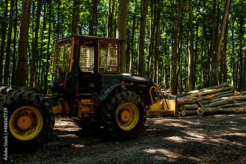 Heavy forest machine in the forest during logging. Yellow-black forest tractor with chains at work. Trimmed trees in the background.
