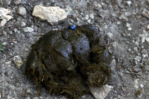 Animal excrement in nature close-up. Natural fertilizer. Environmental pollution.