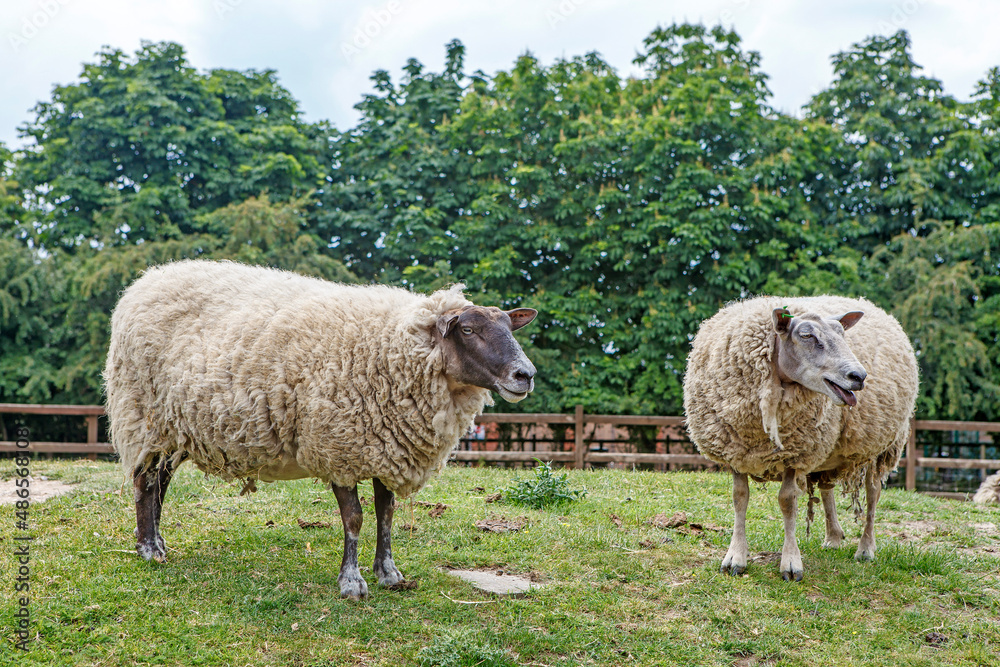 Idyllic rural view of pretty farmland and healthy livestock, in the beautiful surroundings of the Cotswolds, England, UK. Idyllic rural view of pretty farmland and healthy livestock, in the beautiful surroundings of the Cotswolds, England, UK.