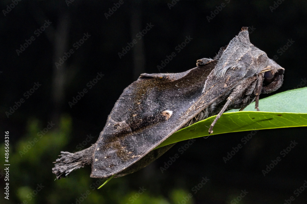 Close-up of a Silver Y Moth (Autographa gamma) in a leaf on the atlantic forest of Rio de Janeiro, Brazil. Close-up of a Silver Y Moth (Autographa gamma) in a leaf on the atlantic forest of Rio de Janeiro, Brazil.