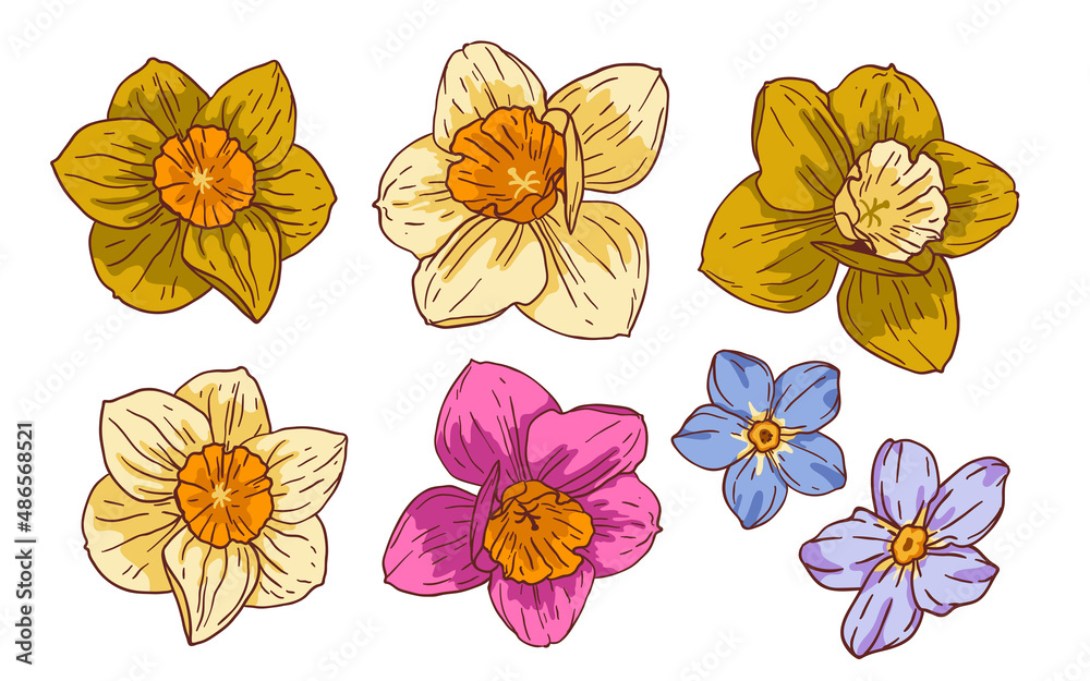 Daffodils and wild flowers, vector set. Bundle of floral design elements. Vector collection of beautiful blooming flower tops with outline. Colored hand drawn illustrations on white background Daffodils and wild flowers, vector set. Bundle of floral design elements. Vector collection of beautiful blooming flower tops with outline. Colored hand drawn illustrations on white background