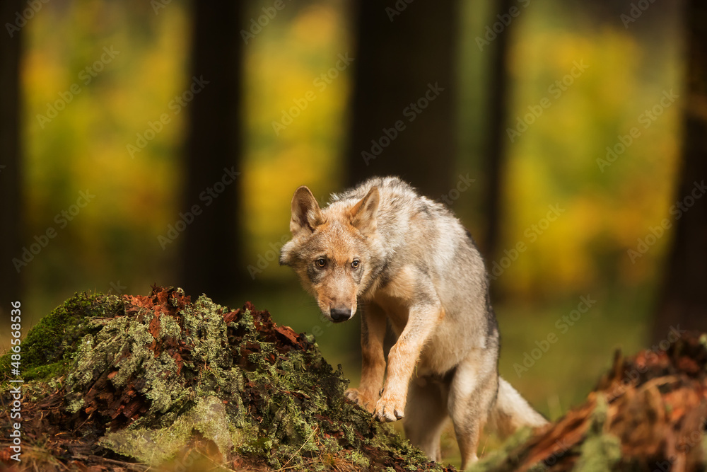 young male Eurasian wolf (Canis lupus lupus) very cautiously approaching young male Eurasian wolf (Canis lupus lupus) very cautiously approaching