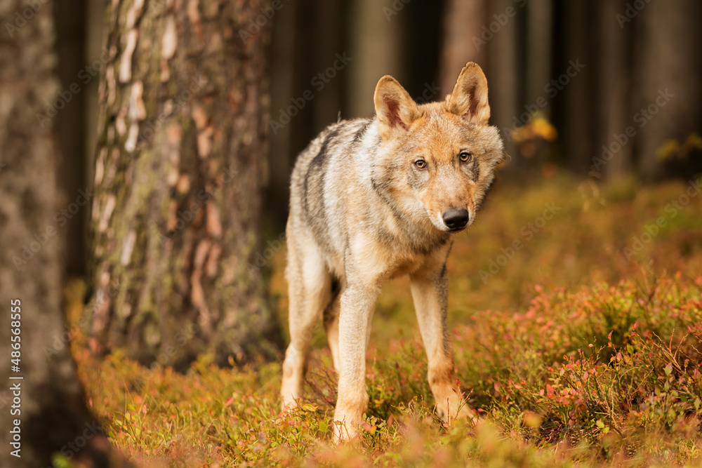 young male Eurasian wolf (Canis lupus lupus) he is very curious and fearful at the same time young male Eurasian wolf (Canis lupus lupus) he is very curious and fearful at the same time
