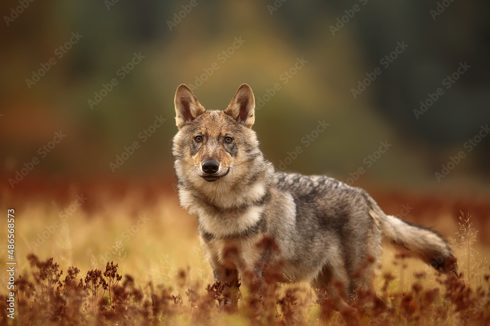 Fototapeta premium young male Eurasian wolf (Canis lupus lupus) standing and looking ahead