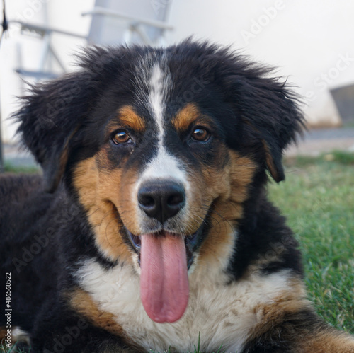 beautiful dog, puppy, Bernese Mountain Dog