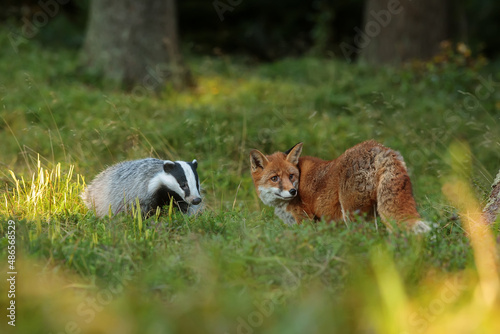 Valokuvatapetti European badger (Meles meles) and red fox (Vulpes vulpes) met in the woods by th