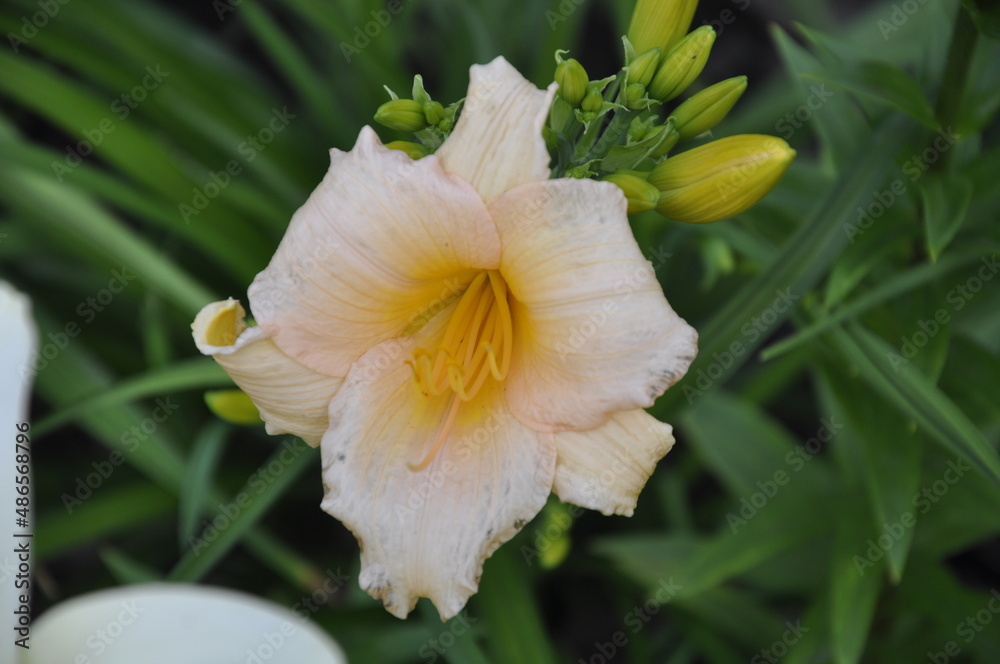 Fototapeta premium Garden flowers 