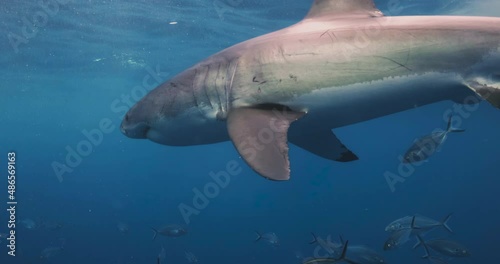 Amazing and scary footage of Great white shark attacking a cage underwater