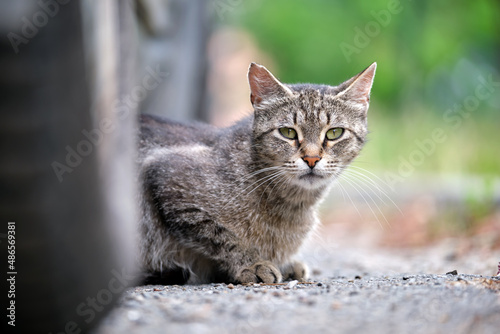 Big gray stray cat resting under parked car on steet outdoors in summer photo