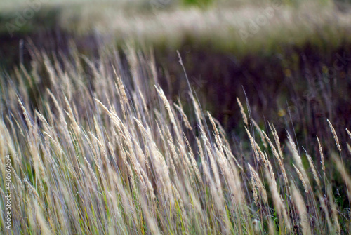 field grass against the sky