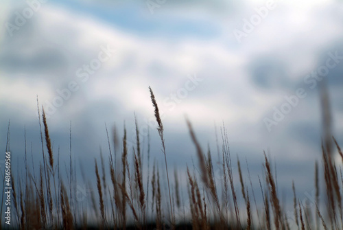 Fototapeta Naklejka Na Ścianę i Meble -  field grass against the sky