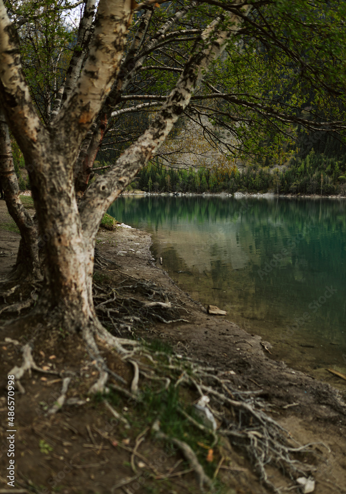 Picture of wild green lake in the forest. Explore asian forest. Wild tree with roots Picture of wild green lake in the forest. Explore asian forest. Wild tree with roots