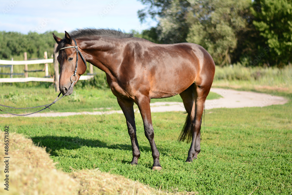 horse and foal