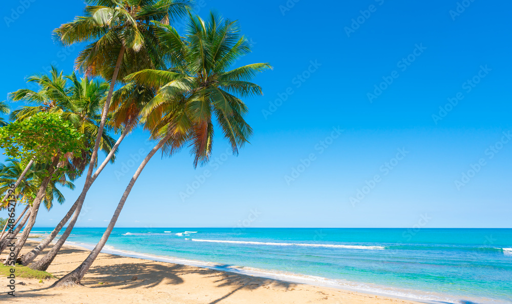 Caribbean coast with palm sandy beach on a sunny morning. Green coconut palms against the blue sky and turquoise sea waves. Tropical empty ocean beach.