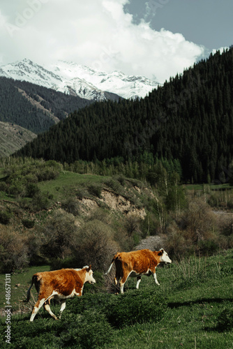 Image of cows farm with mountains on the background. Hiking in the mountain