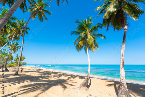 Fototapeta Naklejka Na Ścianę i Meble -  Palm Maldives beach with white sand and turquoise sea waves. A beautiful coconut tree with long green leaves on a deserted sunny beach against a blue cloudy sky. Paradise for lovers.