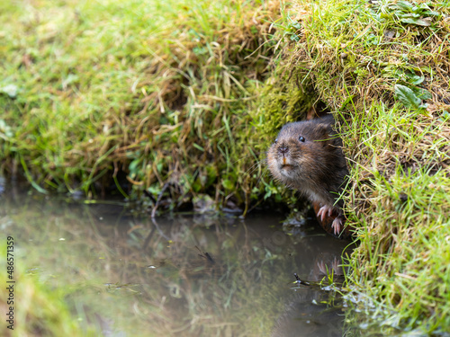 Water Vole looking out a Hole