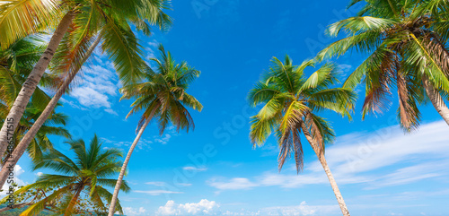 A beautiful sunny beach on the Caribbean Sea. Palm trees against a bright blue cloudy sky. Summer vacation. In a beautiful resort. Journey to a tropical paradise.