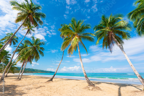 Palm summer Dominican beach. Calm turquoise sea waves. Green palm trees against a cloudy blue sky. Blue lagoon off the tropical coast. A beautiful sea voyage.