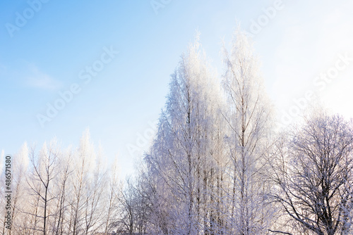 Tree crowns covered with thick frost against blue sky