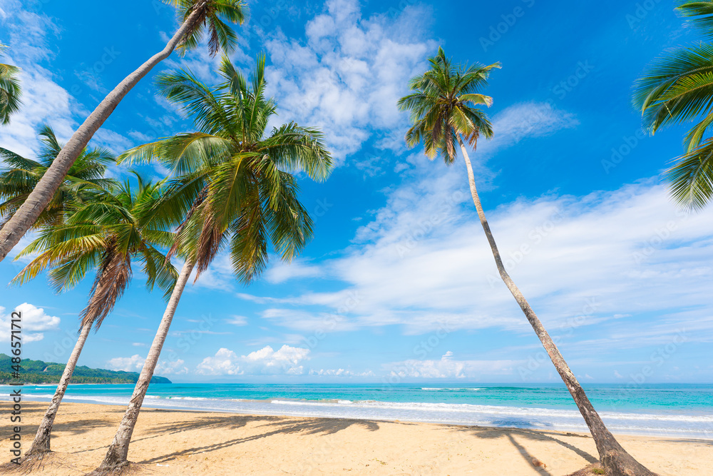 Palm trees against the blue sky view from below. Summer on the Hawaiian island. Beautiful palm leaves in the sky. Holidays in the tropics. Landscape of wild nature.