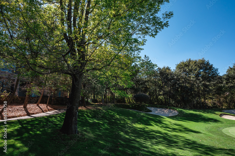 Landscape with trees, hills and green grass. Landscape with trees, hills and green grass.