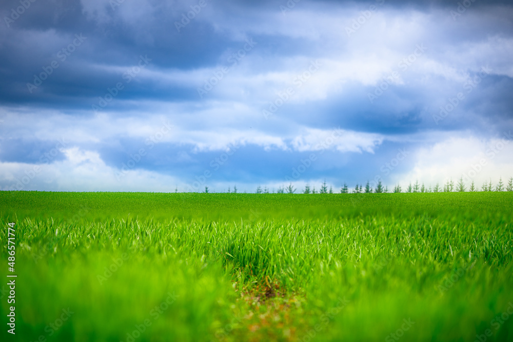 green field and blue sky green field and blue sky