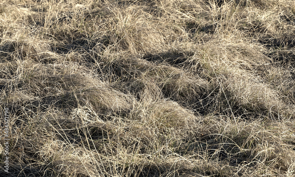 Naklejka premium Bushes of dry grass on a meadow in winter