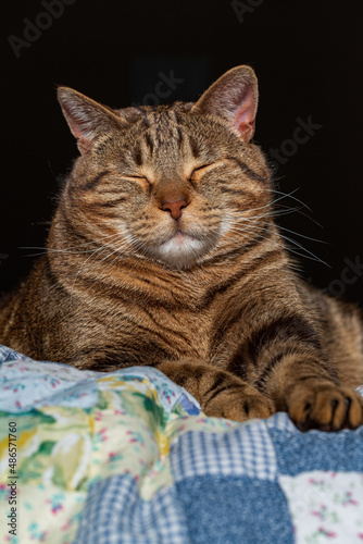 Sleepy Tabby Cat on a Cozy Blanket © Catherine